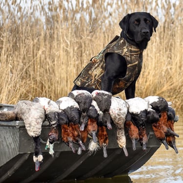 A black lab retriever wearing a camouflage vest standing on a boat over harvested diver ducks.