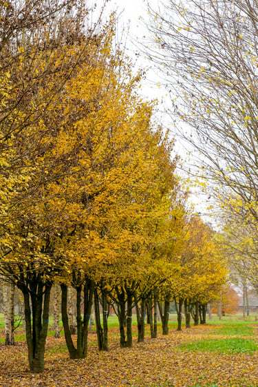 Alignement d’arbres d’ornement créant un cadre verdoyant autour de la Résidence Santini