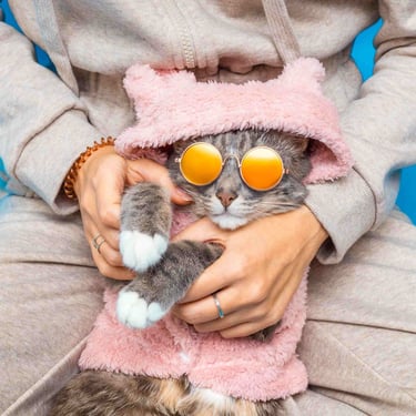 gatito con sueter rosa de peluche y gafas de sol