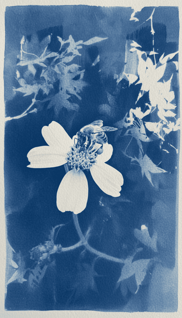 cianotipia abeja flor monterrey