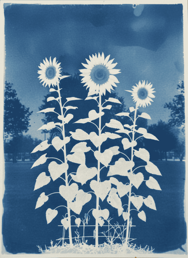 Cianotipia girasoles monterrey