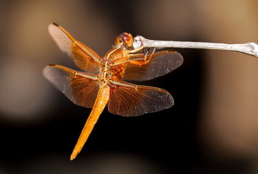 orange dragonfly