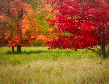 acadia-colors-