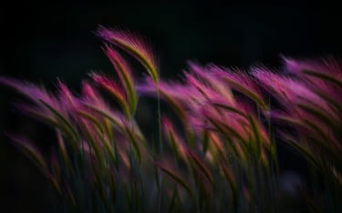grand-mesa-pink-grass