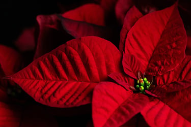 Close-up of vibrant red poinsettia leaves and green cyathia, a classic Christmas holiday plant.