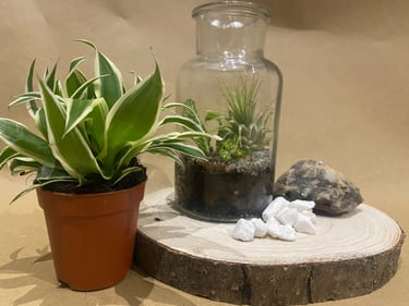 black craft by ck plant terrariums open terrarium sand plant sustainable nature hand crafted  glass jar crystals independent 