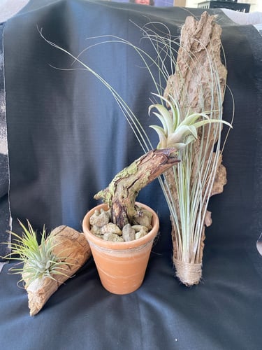 black craft by ck plant terrariums open terrarium sand plant sustainable nature hand crafted  glass jar crystals independent 