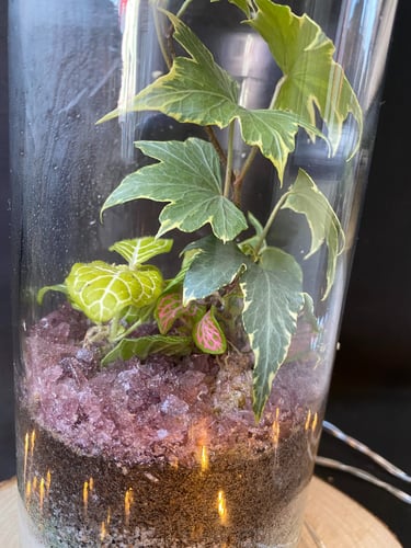 black craft by ck plant terrariums open terrarium sand plant sustainable nature hand crafted  glass jar crystals independent 