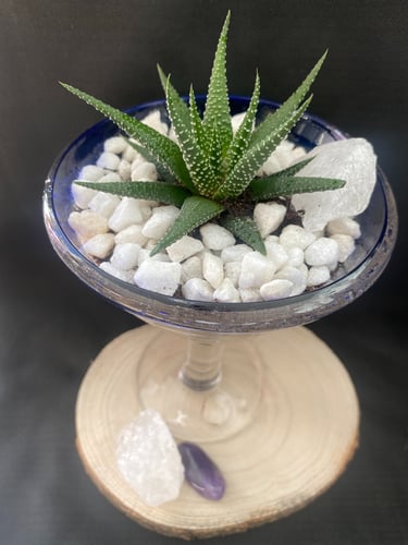 black craft by ck plant terrariums open terrarium sand plant sustainable nature hand crafted  glass jar crystals independent 