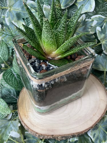 black craft by ck plant terrariums open terrarium sand plant sustainable nature hand crafted  glass jar crystals independent 