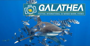 Affiche Galathea 2024