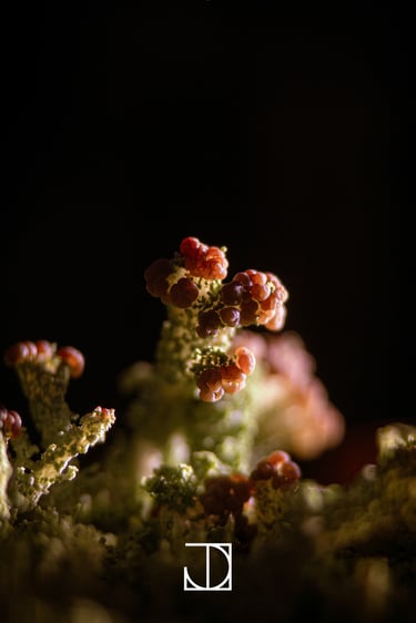 photo champignon plante nature 