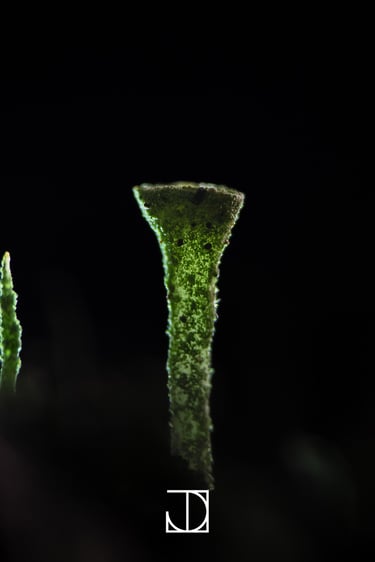 photo champignon plante nature 