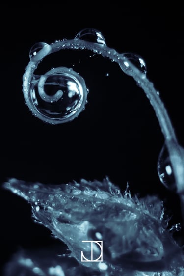 photo goutte plante nature bleu 