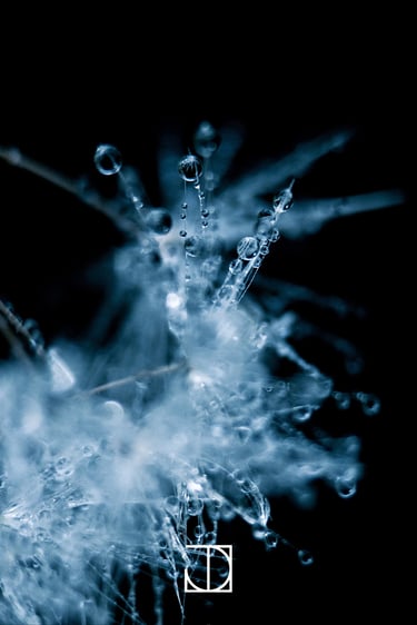 photo goutte fleur plante nature bleu 