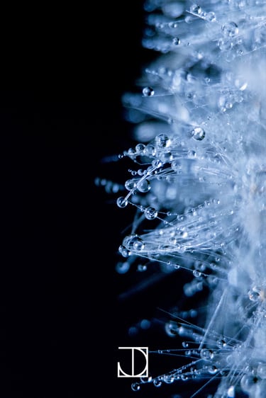 photo goutte fleur plante nature bleu 