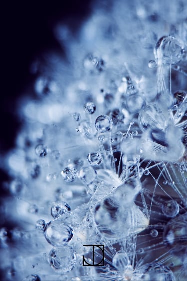 photo goutte fleur plante nature bleu 