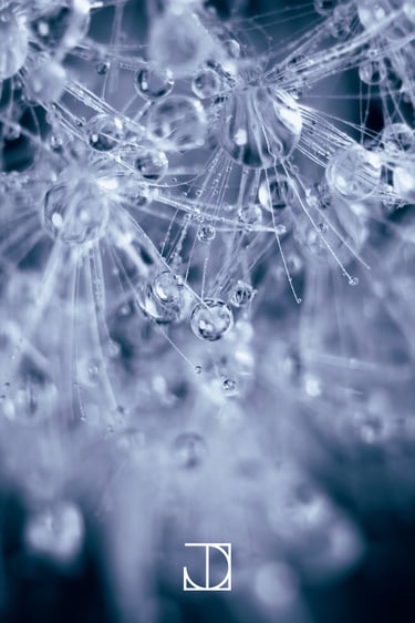 photo goutte fleur plante nature bleu 