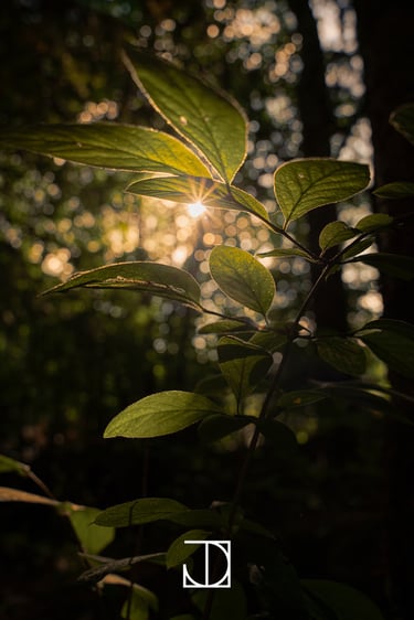 photo plante nature lumière vert 