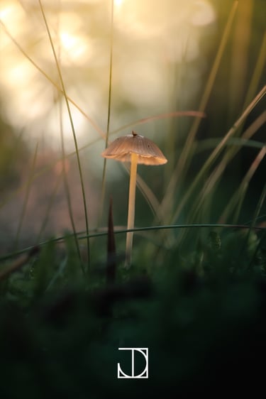 photo champignon plante nature jaune vert 