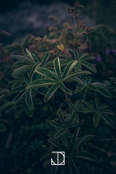 photo fleur plante nature vert 