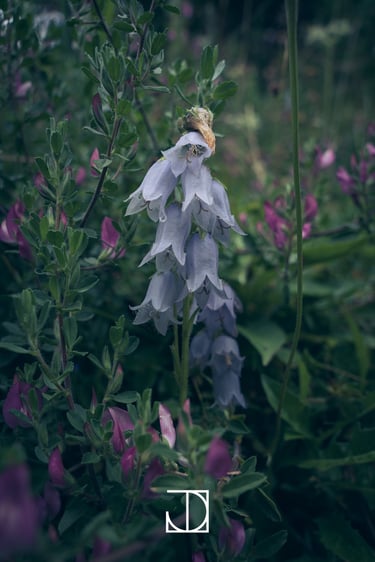 photo fleur plante nature violet vert 