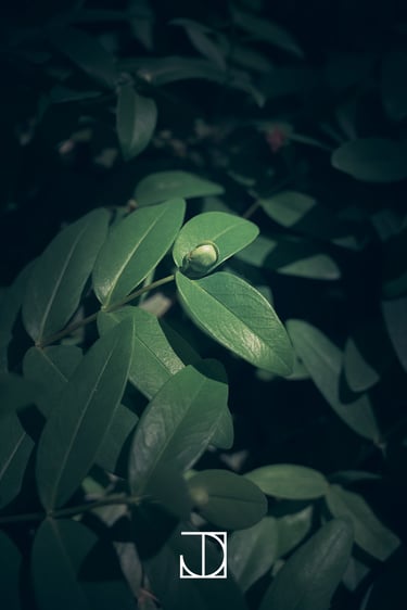 photo fleur plante nature vert 