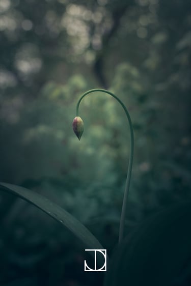 photo fleur plante nature vert 