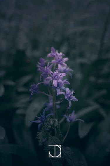photo fleur plante nature violet vert 