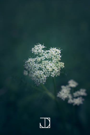 photo fleur plante nature blanche vert 