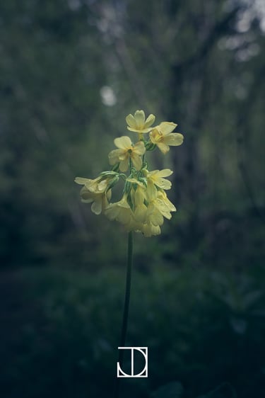 photo fleur plante nature jaune vert 