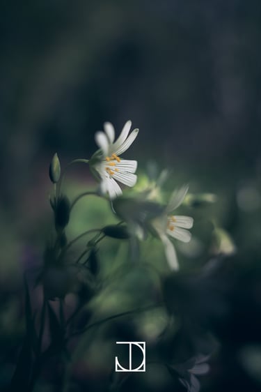 photo fleur plante nature blanc vert 
