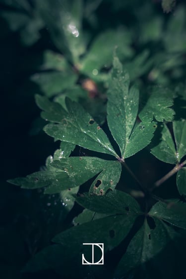 photo plante nature vert 