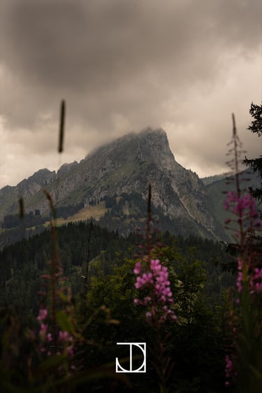 photo paysage montagne nuage fleur forêt