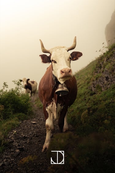 photo portrait vache cloche montagne nuage 