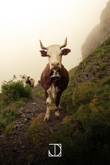 photo portrait vache cloche montagne nuage 