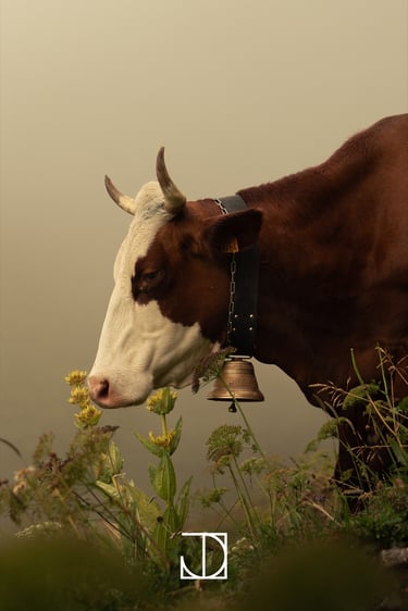 photo portrait vache cloche montagne nuage 