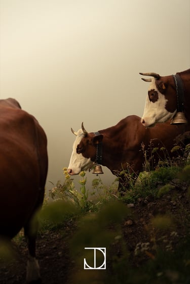 photo portrait vache montagne nuage 