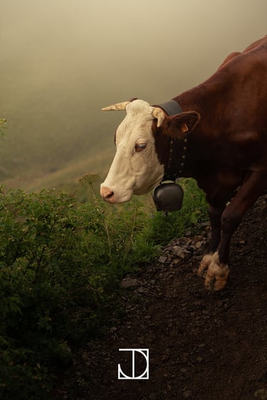 photo portrait vache cloche montagne nuage 