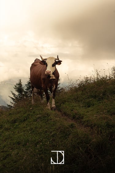 photo portrait vache montagne nuage 