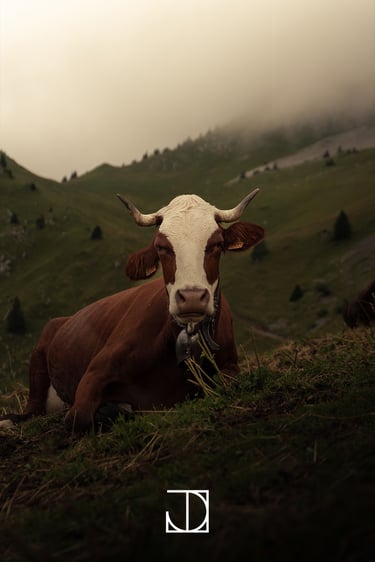 photo portrait vache montagne nuage 