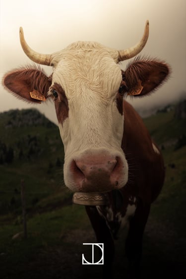 photo portrait vache montagne nuage 