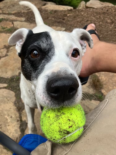 Under the Wing Companion Animal Care logo