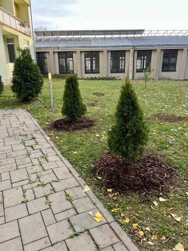 Profesionální výsadba vzrostlých jehličnatých stromů a thují v zahradě v Brně