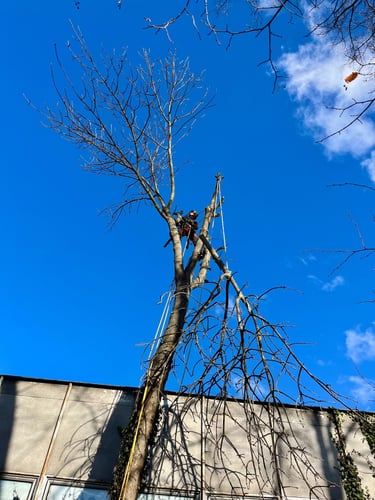 Arborista provádí rizikové kácení stromu a bezpečné rozebírání koruny pomocí lanové techniky.