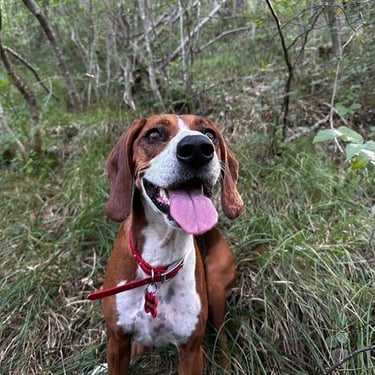 pas sa crvenom ogrlicom sjedi na travi i gleda u kameru