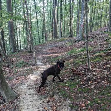the dog walks in the forest and looks at the camera