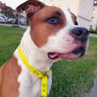 he is sitting on the grass with a yellow necklace and looking next to the camera