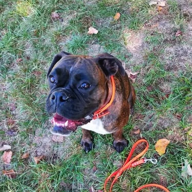 the dog is sitting and looking at the camera