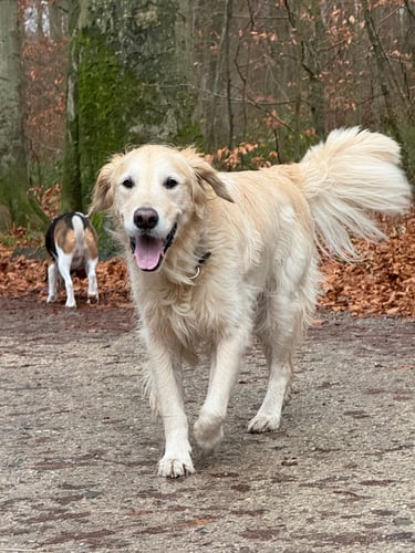 Buddy Doggy Dog walking Dog sitting Brussels